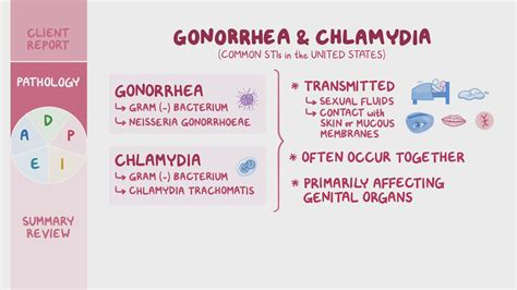 chlamydia on gram stain|Chlamydia (Nursing) .